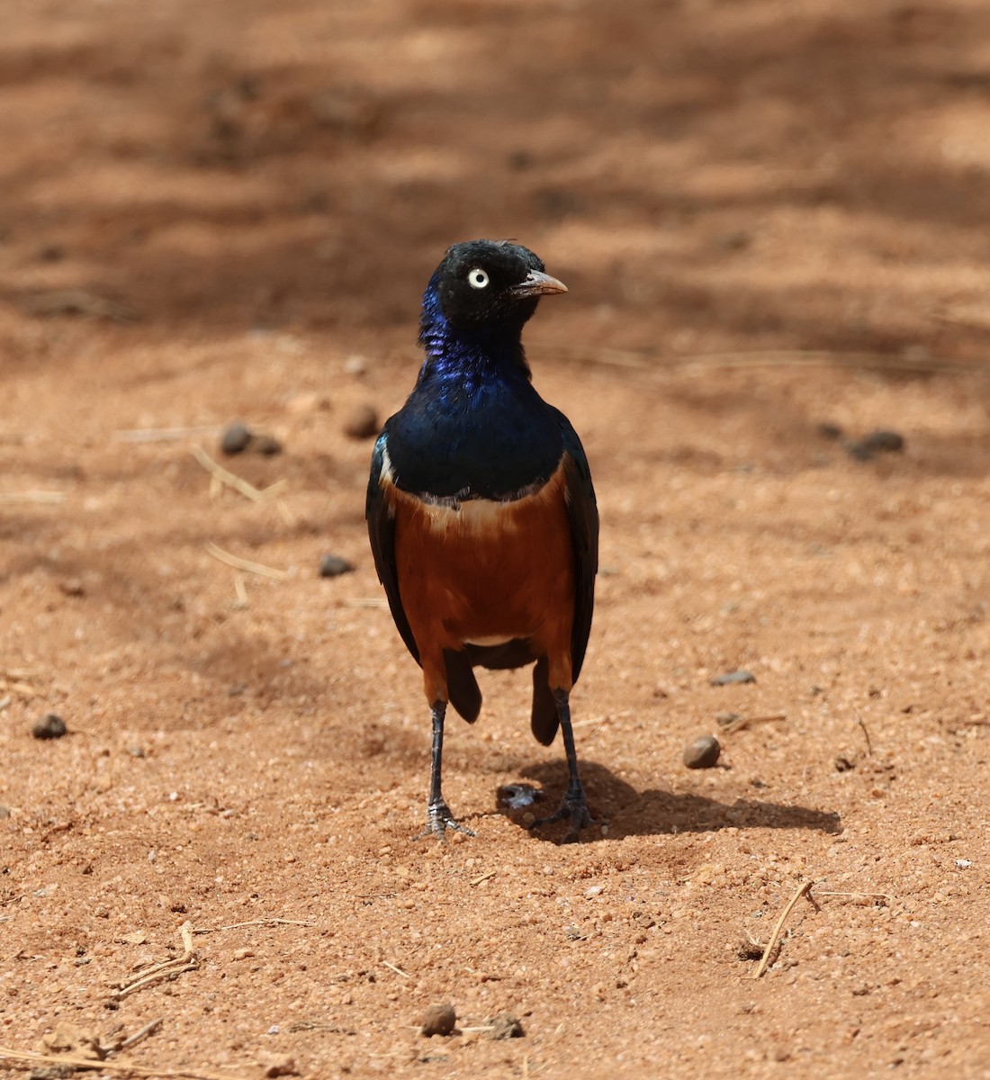 Dreifarben-Glanzstar - ML646391305