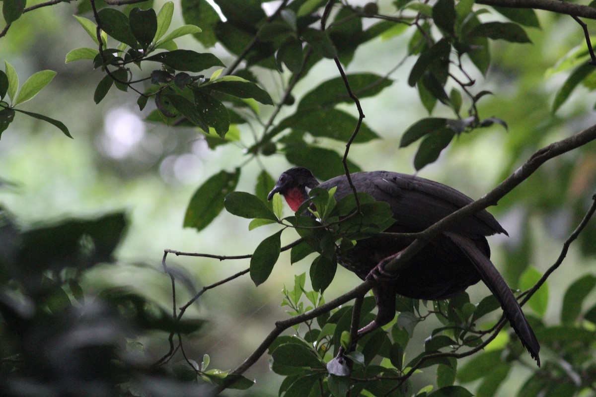 guan chocholatý - ML646391307