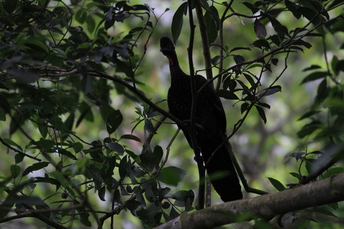 guan chocholatý - ML646391308