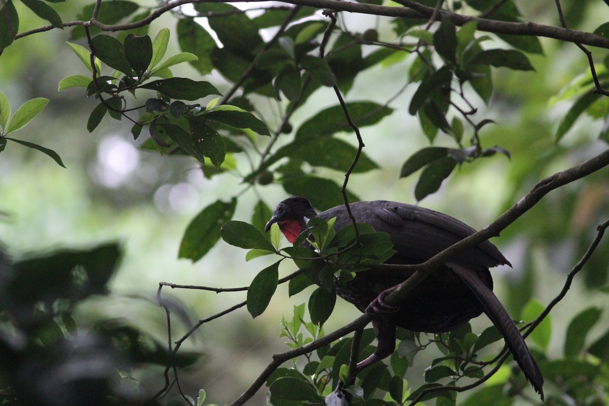 guan chocholatý - ML646391309