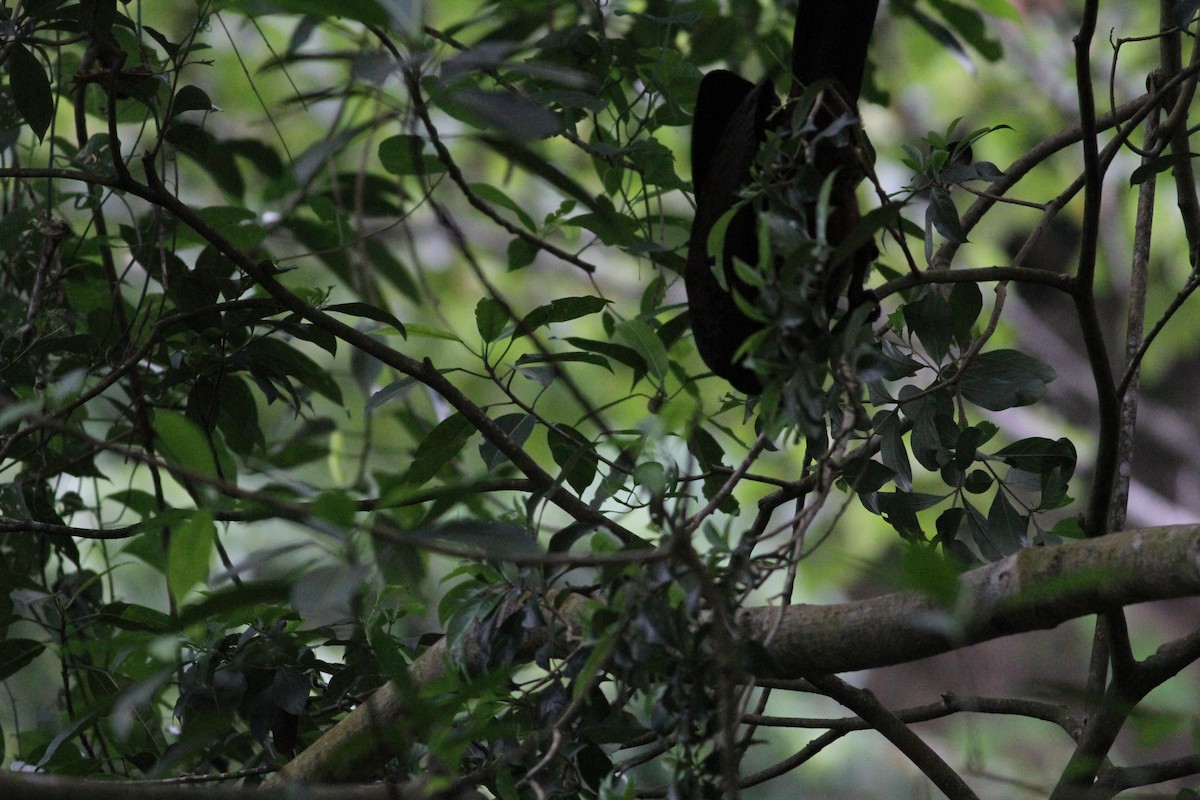 guan chocholatý - ML646391310