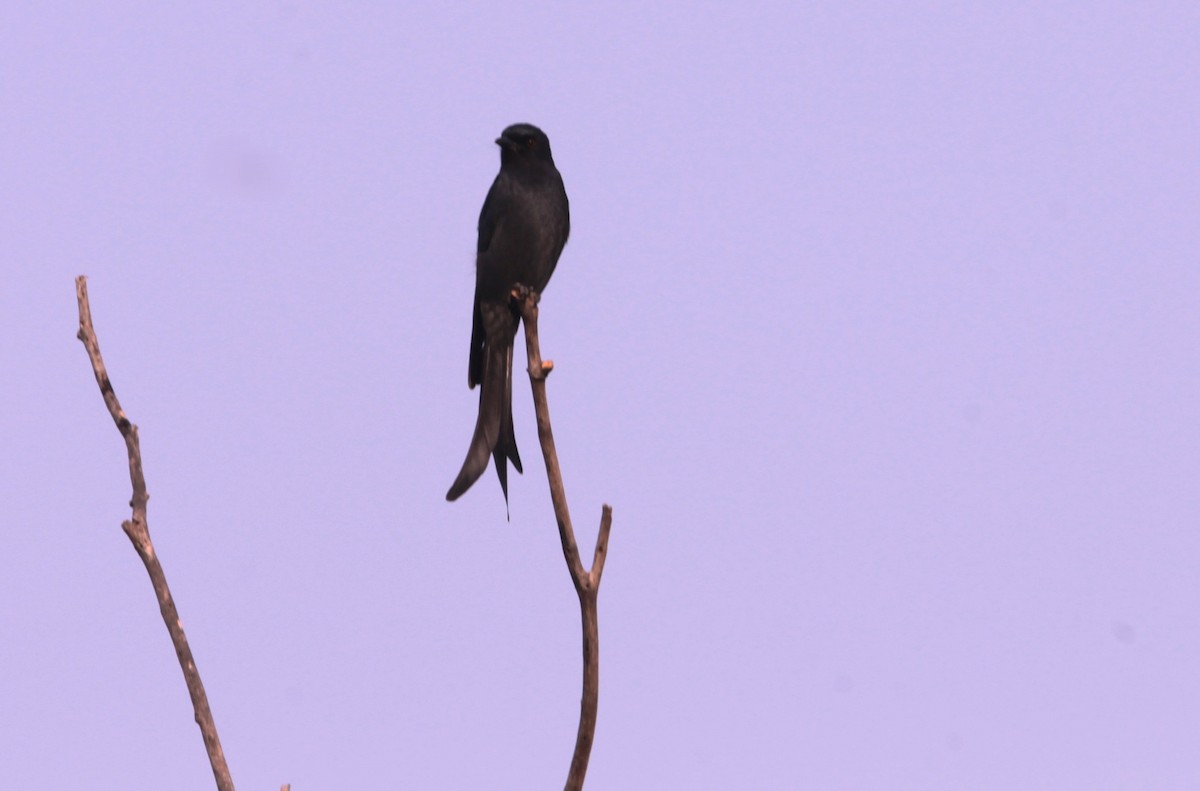Ashy Drongo - ML646391312