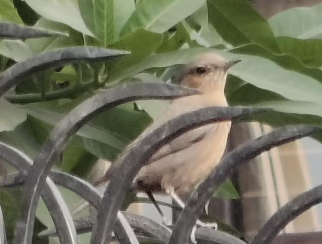 Brown Rock Chat - ML646391313