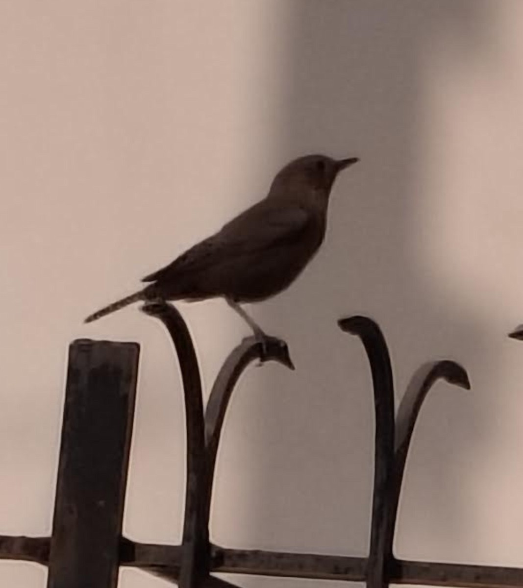 Brown Rock Chat - ML646391314