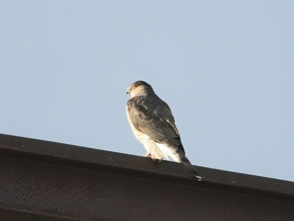 クーパーハイタカ - ML646391316