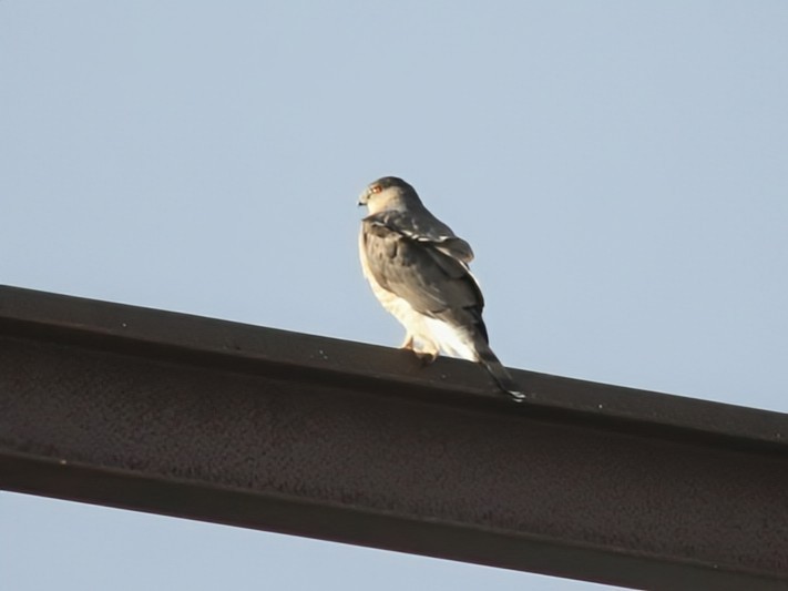 クーパーハイタカ - ML646391317