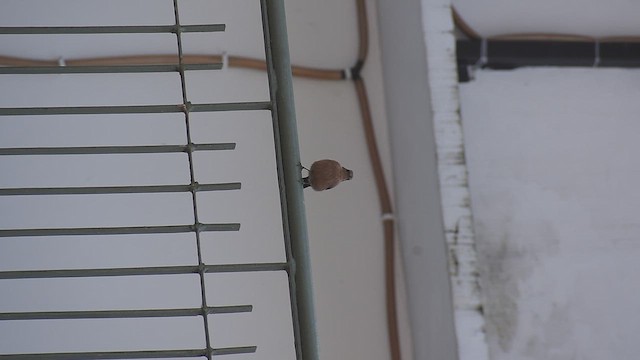 Buztanbeltz arrea - ML646391318