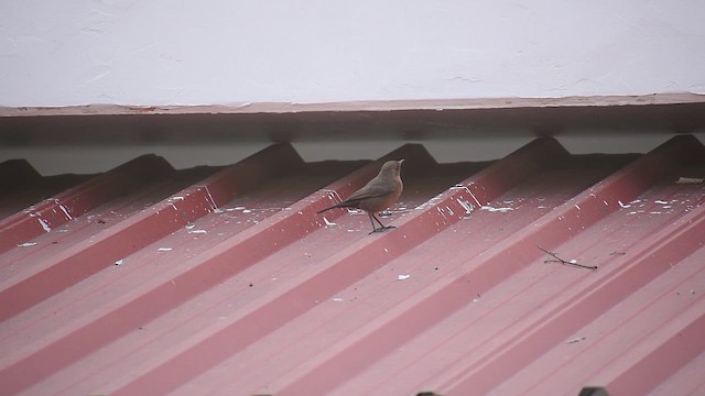 Buztanbeltz arrea - ML646391319