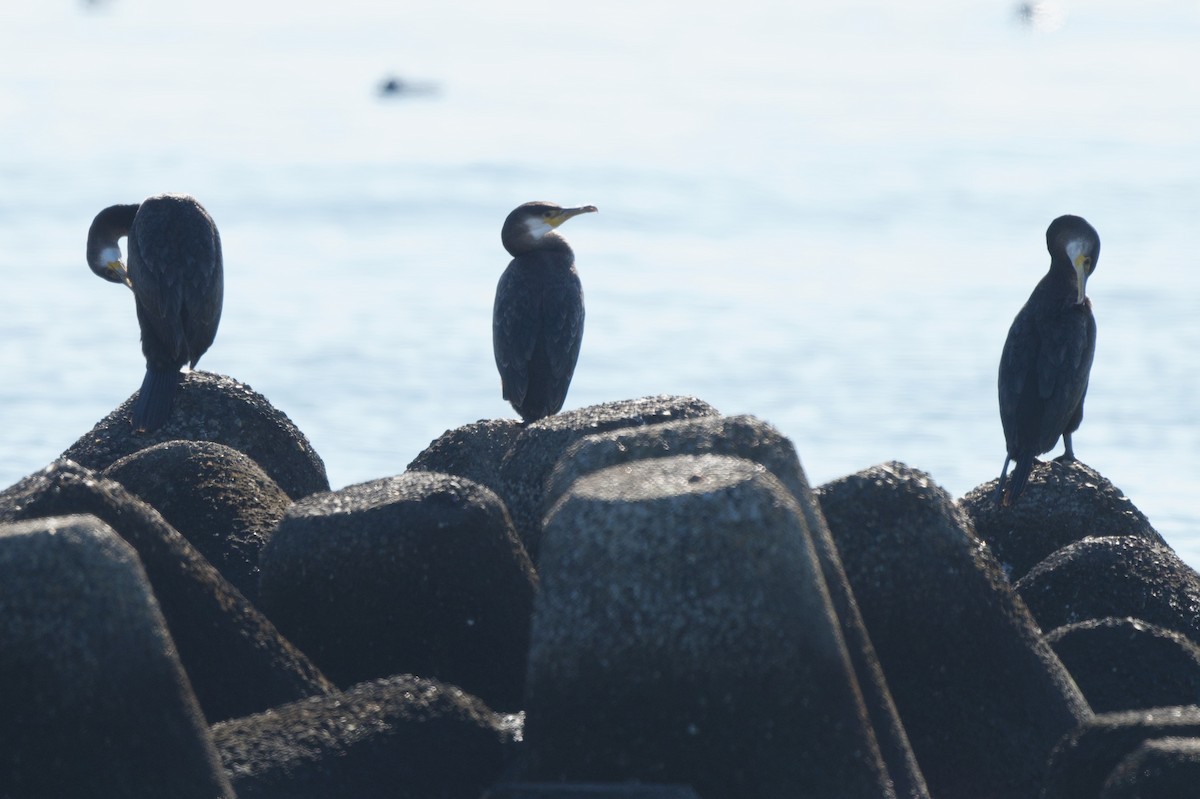 Баклан японський - ML646391321