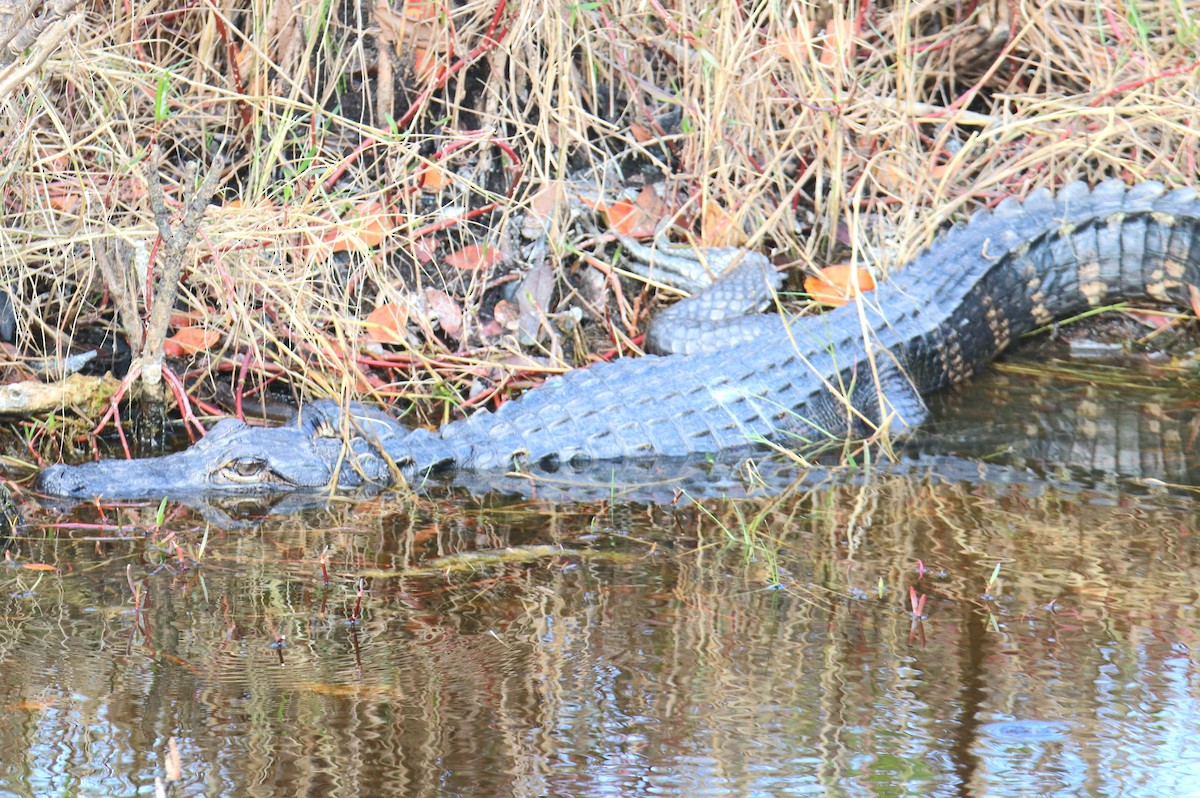 American Alligator - ML646391322
