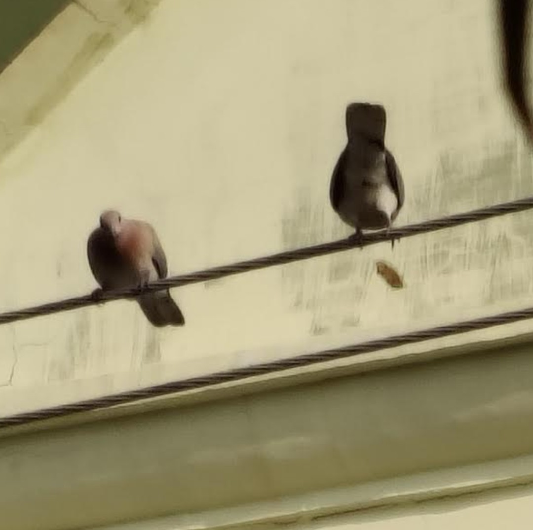 צוצלת - ML646391324