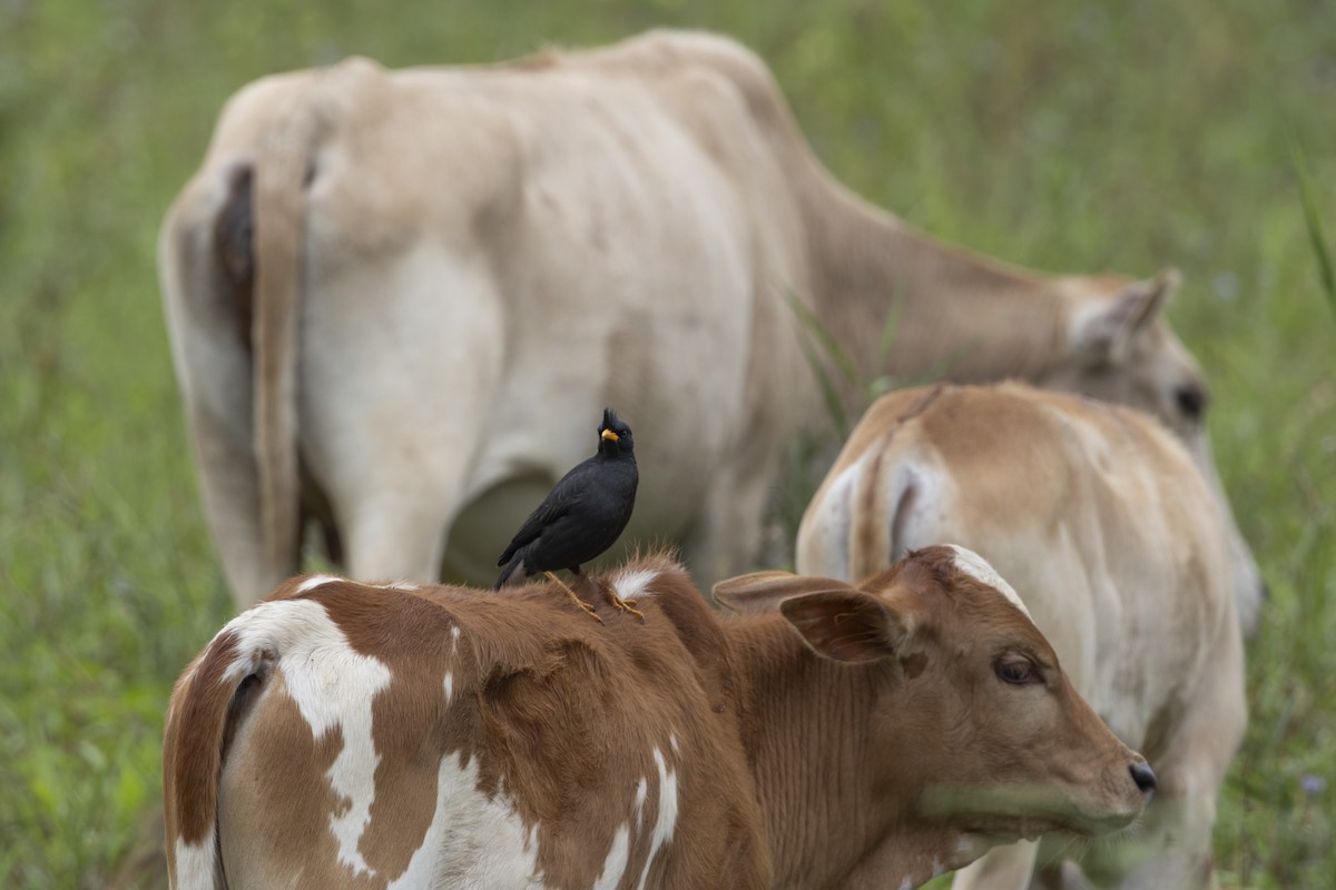 Great Myna - ML646391325