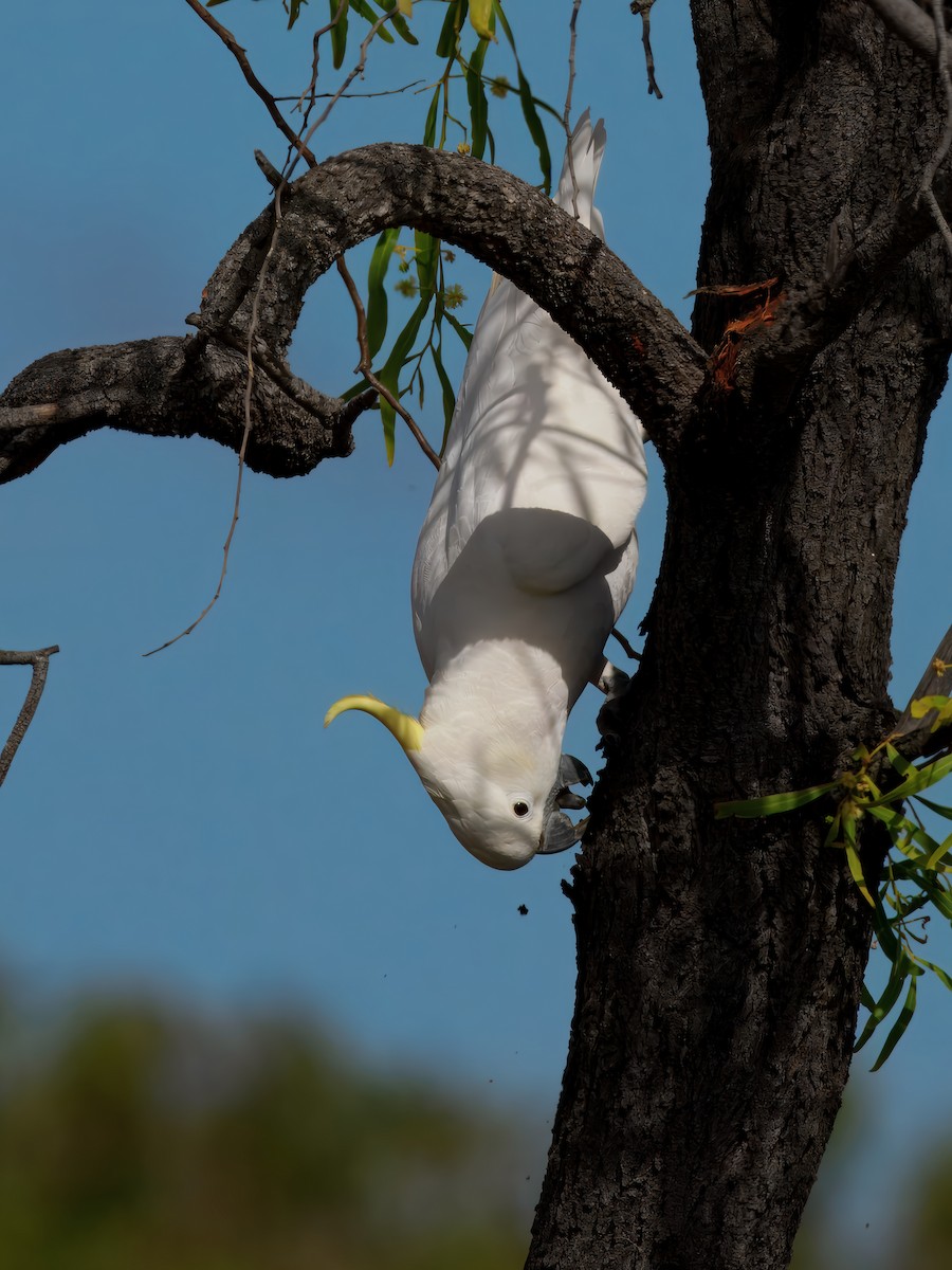 Sulphur-crested Cockatoo - ML646391326