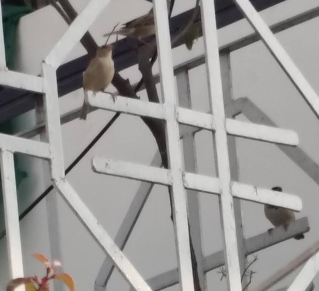 דרור הבית - ML646391329