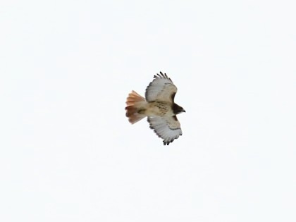 Red-tailed Hawk - ML646391332