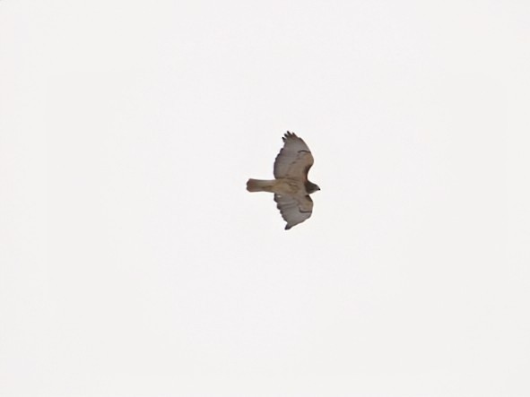 Red-tailed Hawk - ML646391333