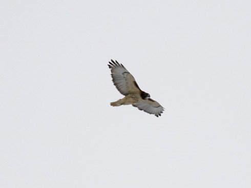 Red-tailed Hawk - ML646391335