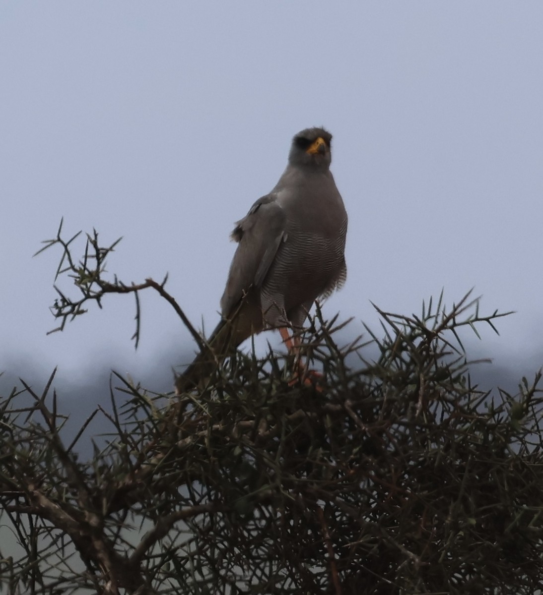 Weißbürzel-Singhabicht - ML646391336