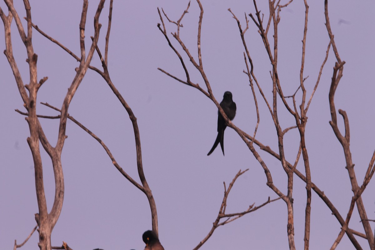 Black Drongo - ML646391337