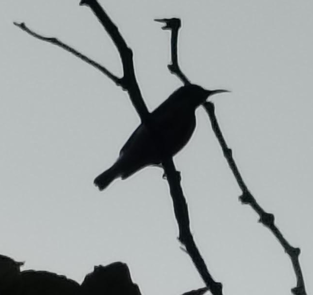 צופית סגולה - ML646391339