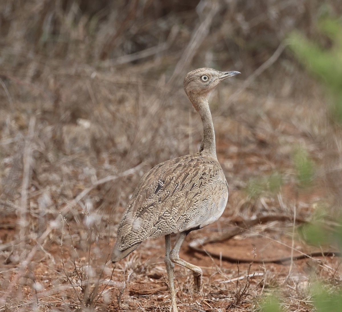 Äthiopientrappe - ML646391340