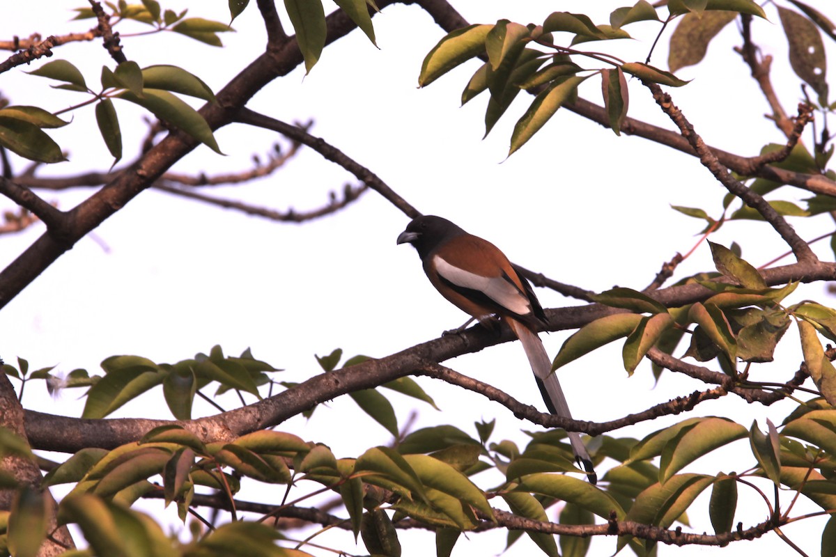 Rufous Treepie - ML646391342