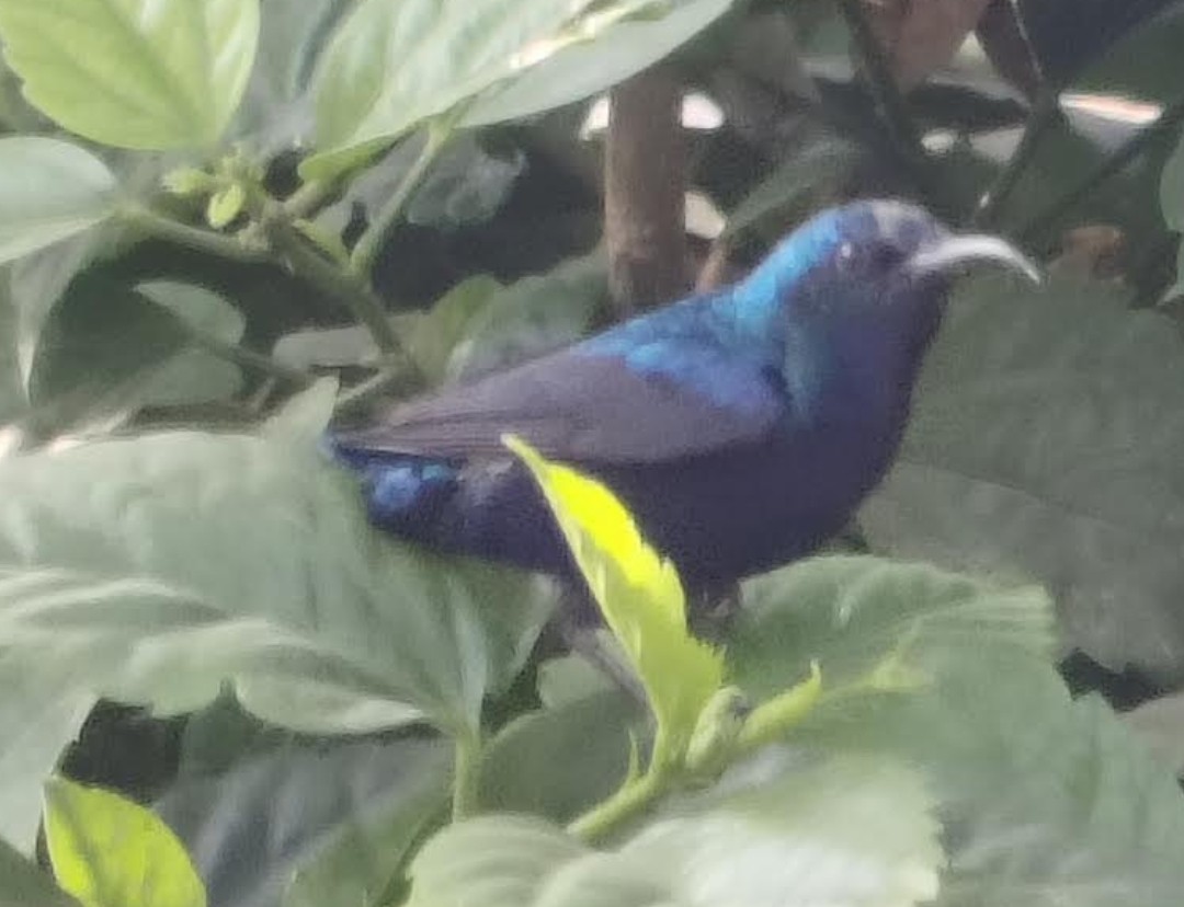 צופית סגולה - ML646391343