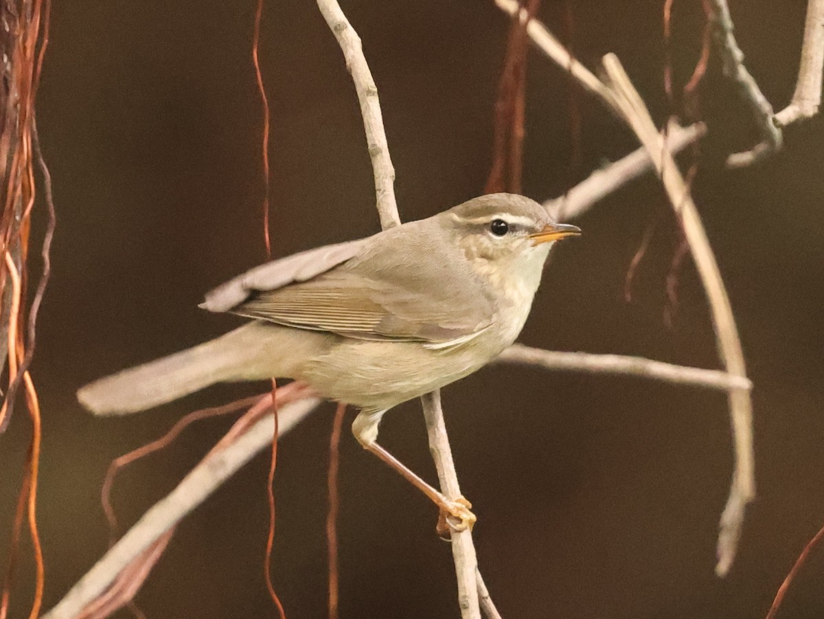 Esmer Çıvgın - ML646391345