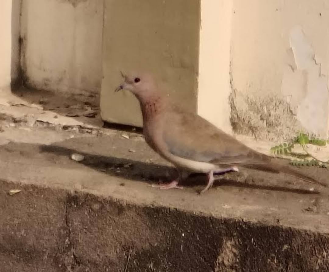 צוצלת - ML646391347