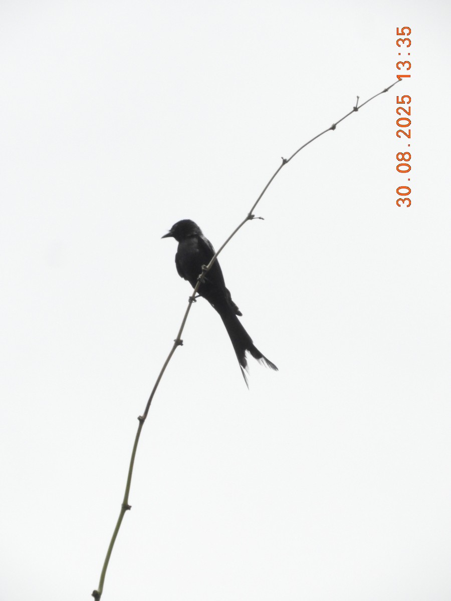Black Drongo - ML646391348
