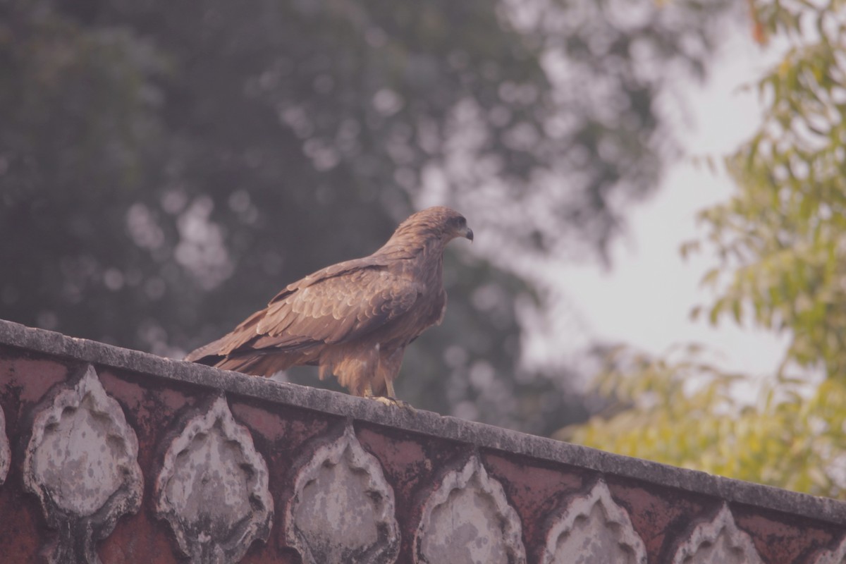 Black Kite - ML646391349