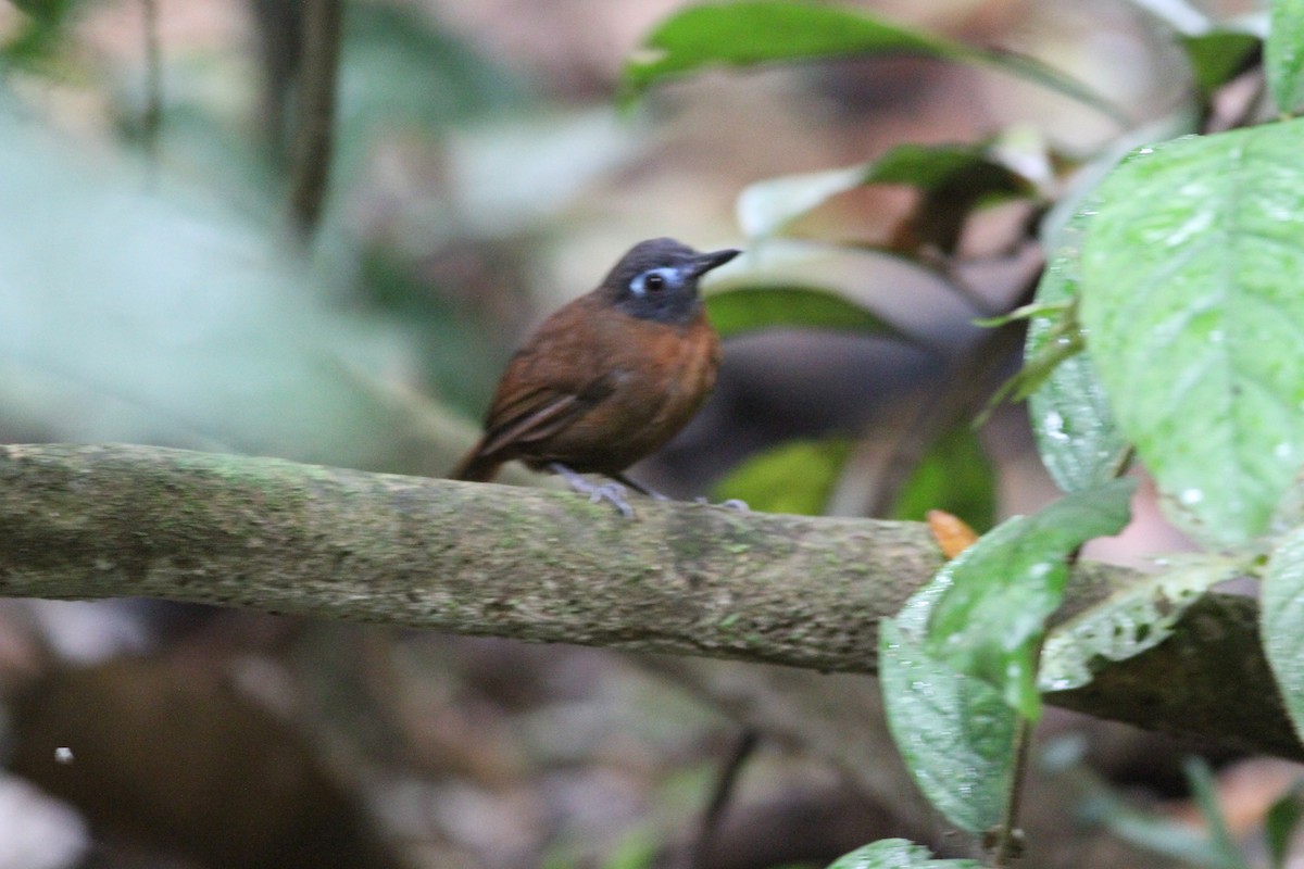 kastanjeryggmaurfugl - ML646391351