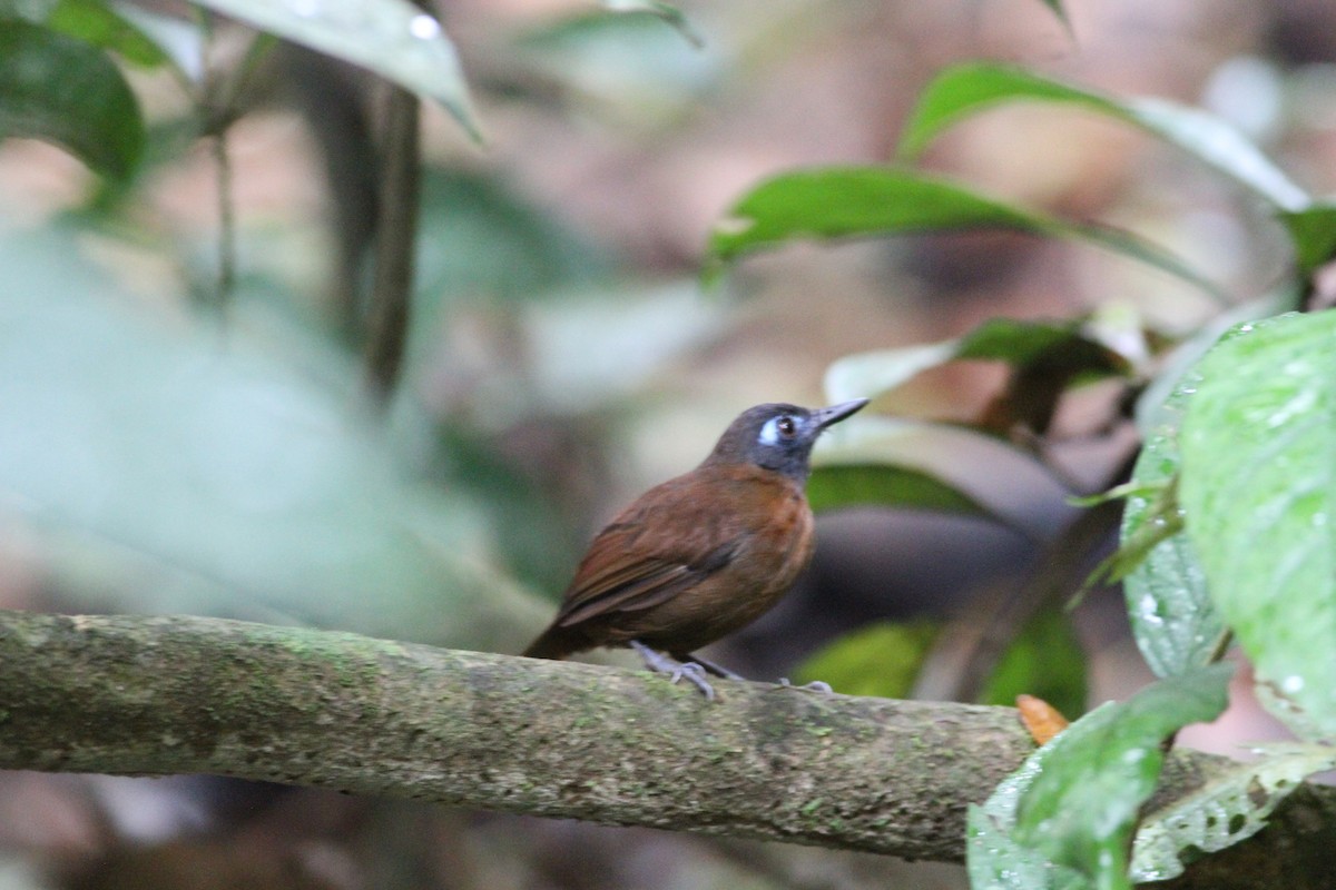 kastanjeryggmaurfugl - ML646391352