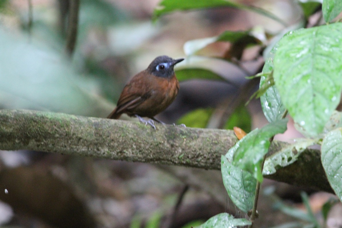 kastanjeryggmaurfugl - ML646391353