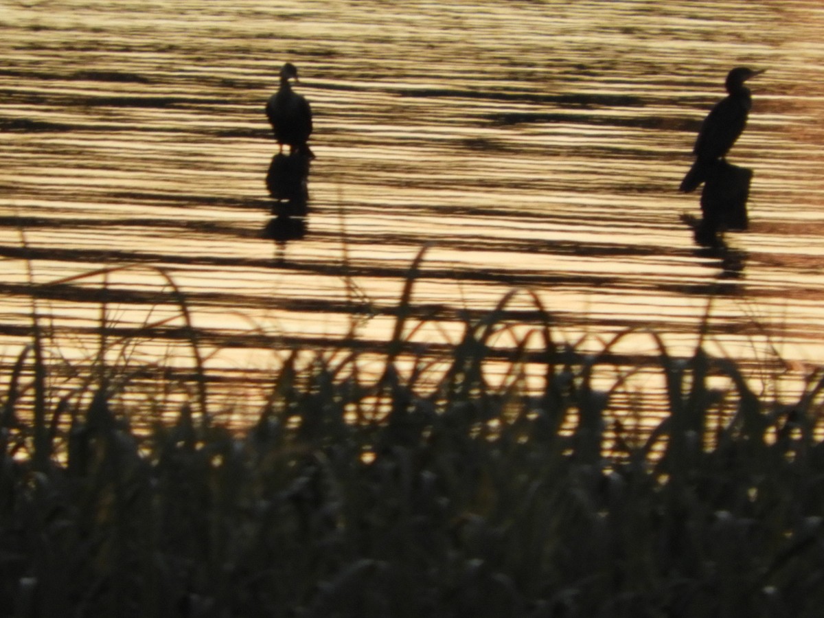 Neotropic Cormorant - ML646391354