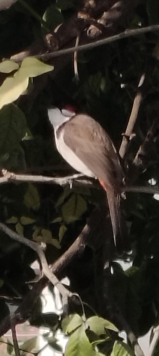 בולבול אדום-שפם - ML646391355