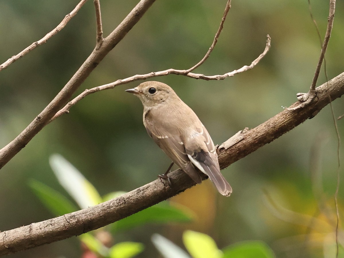 Taiga Flycatcher - ML646391357