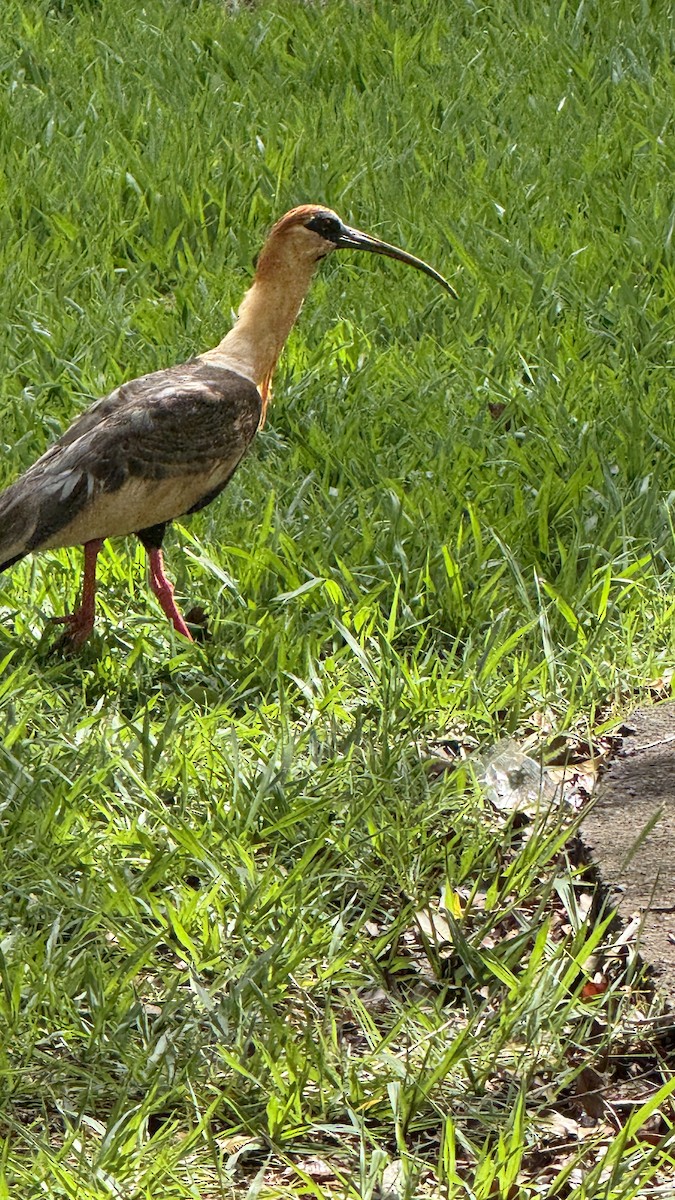 Buff-necked Ibis - ML646391362