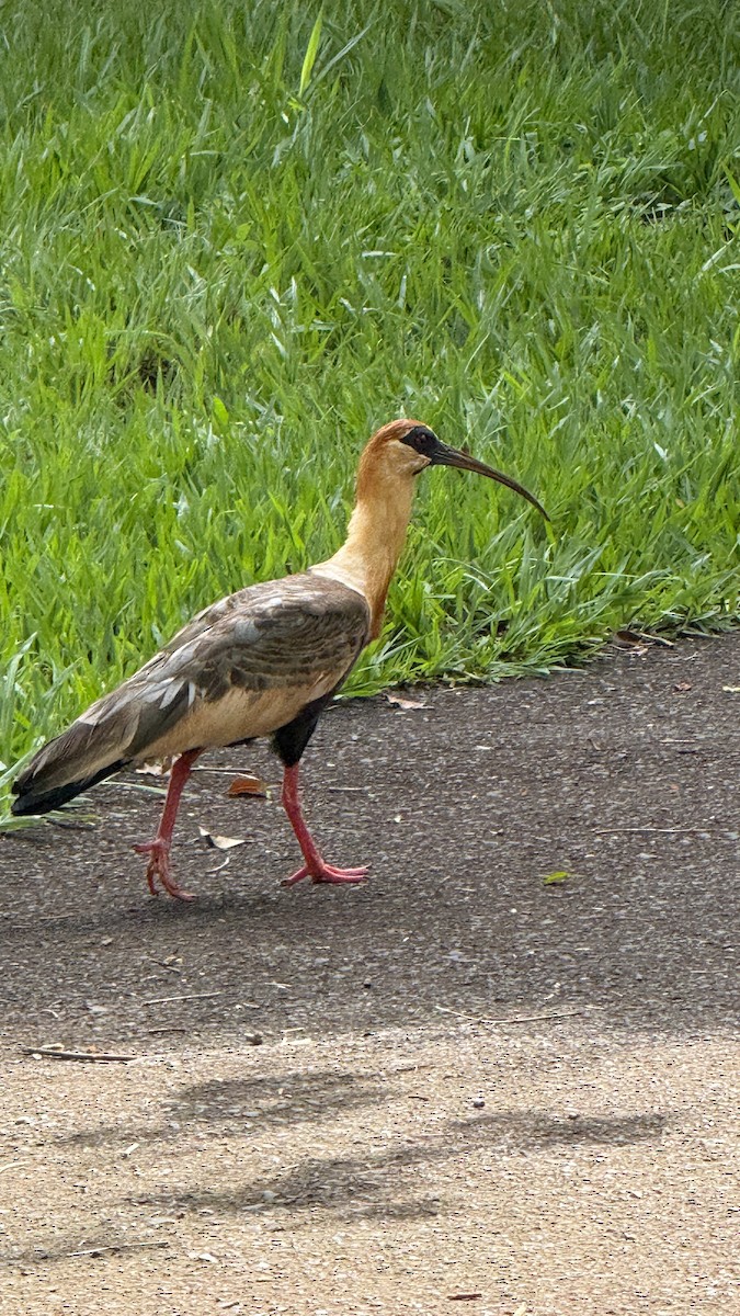 Buff-necked Ibis - ML646391363