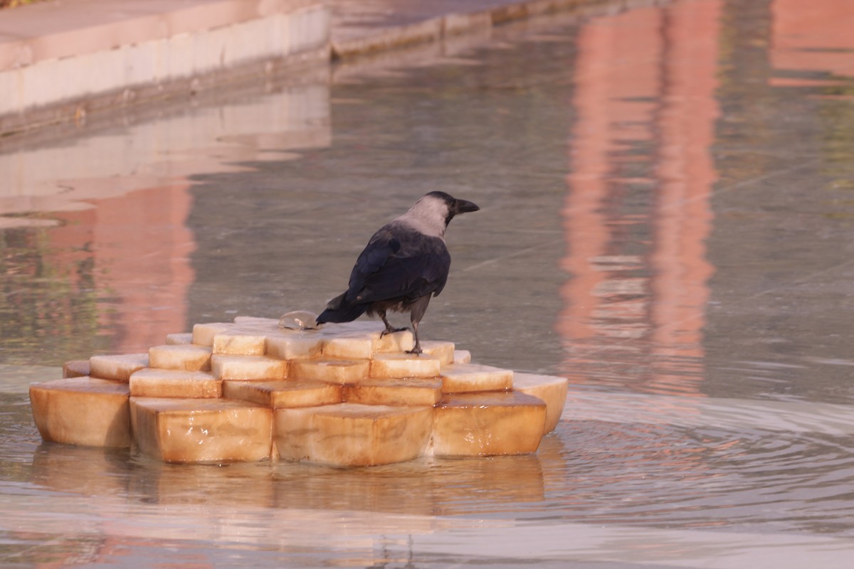 House Crow - ML646391364