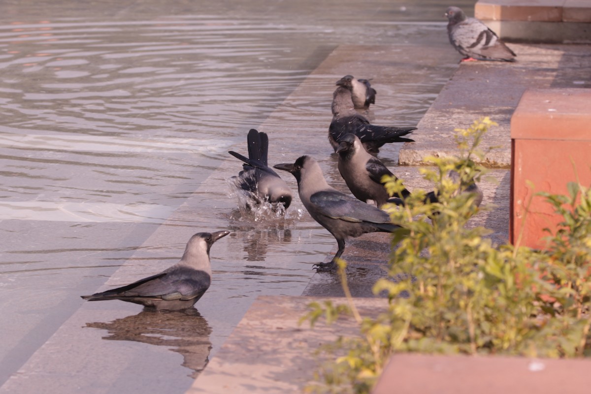 House Crow - ML646391365