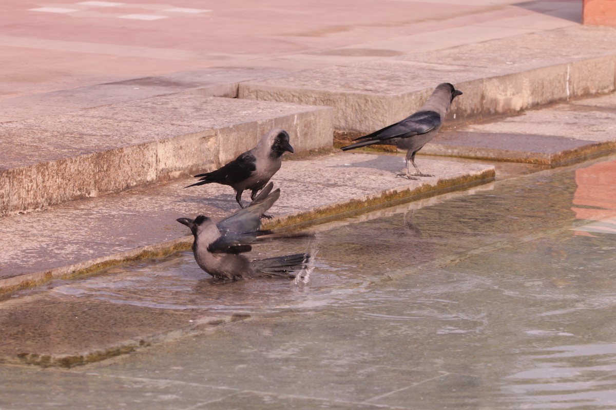 House Crow - ML646391366