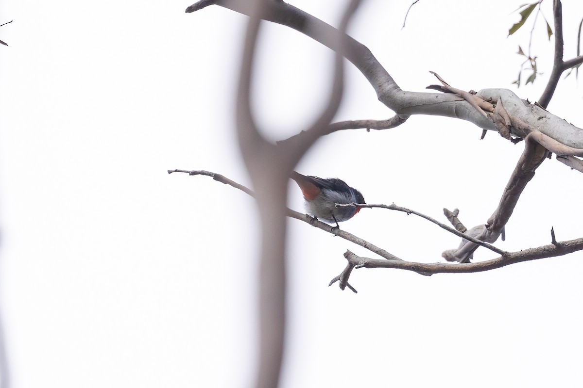 Mistletoebird - ML646391367