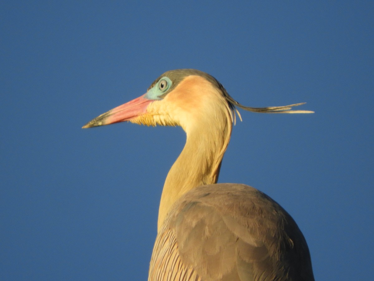 Whistling Heron - ML646391368