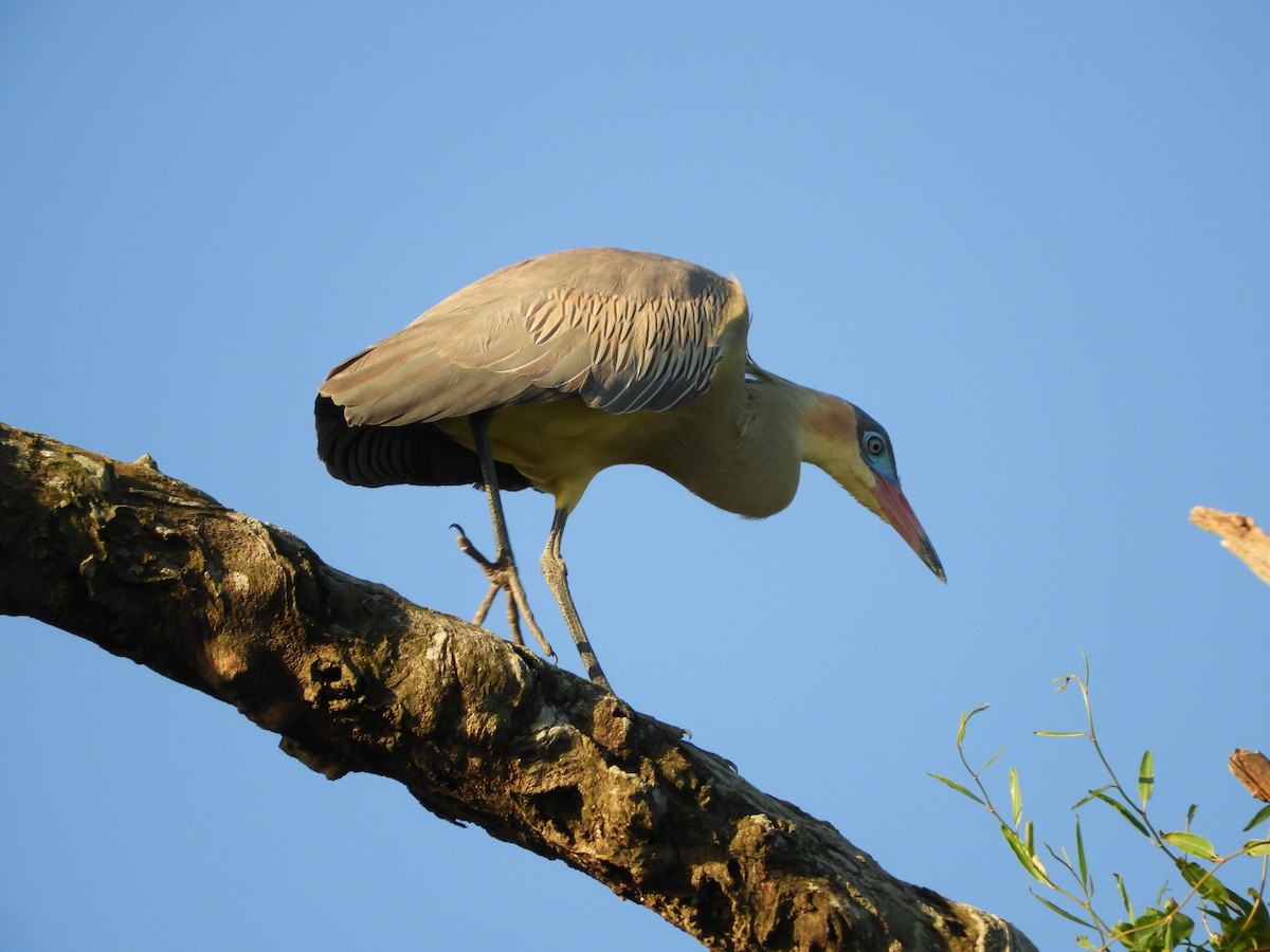 Whistling Heron - ML646391369