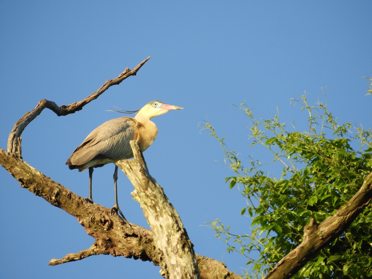 Whistling Heron - ML646391370