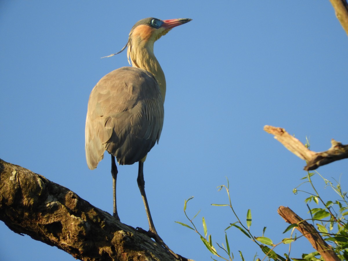 Whistling Heron - ML646391371