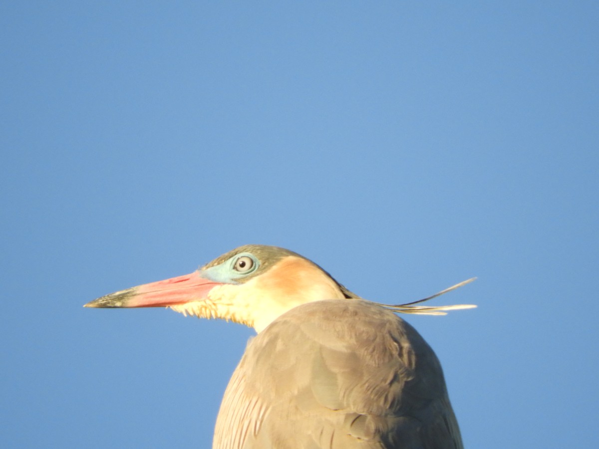 Whistling Heron - ML646391372