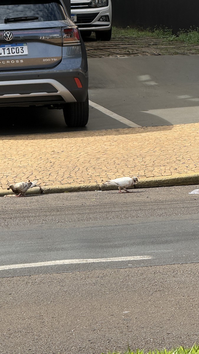 Rock Pigeon (Feral Pigeon) - ML646391374