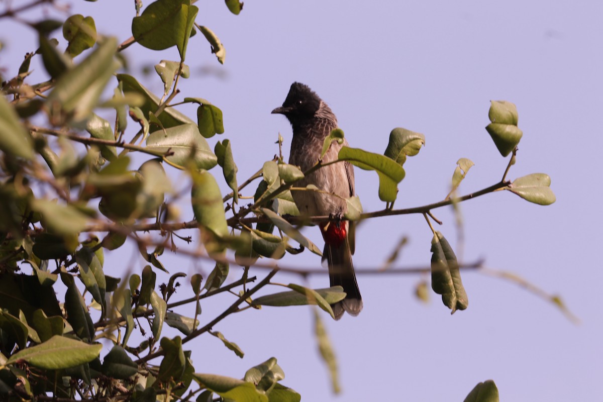 Red-vented Bulbul - ML646391375